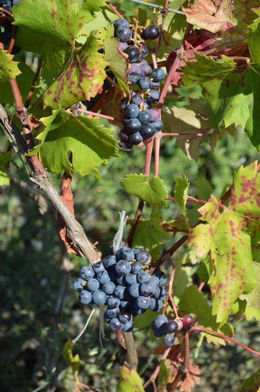 Azienda Agrituristica Carida Zaccanopoli 외부 사진
