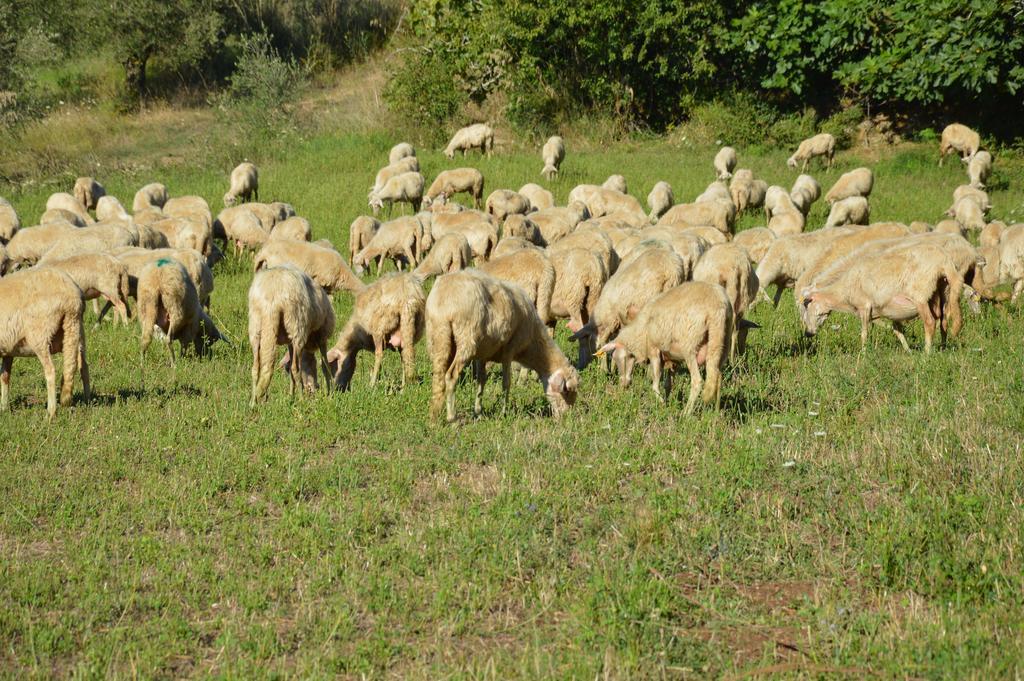 Azienda Agrituristica Carida Zaccanopoli 외부 사진